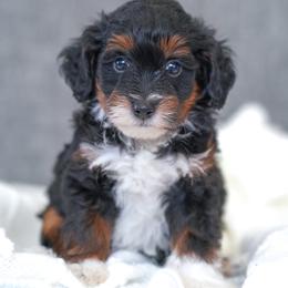 Romeo - Tri-color male Bernedoodle puppy in Dundee, Ohio from Down Home Doodle