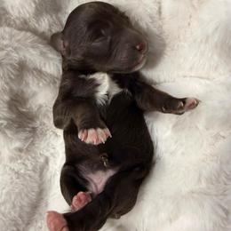 Amore' - Liver female Miniature Schnauzer puppy in Silver Creek, Mississippi from Mamie’s Minis, LLC