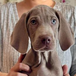 Jaq - Silver gray male Weimaraner puppy in Aitkin, Minnesota from Whispering’s GunDogs