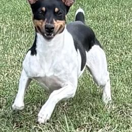 Jet - Rat Terrier