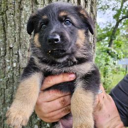 German Shepherd Puppies from Fern Hill Kennel