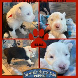 RED COLLAR GIRL - Black and white female Old English Sheepdog puppy in Charlo, Montana from Heavenly Hilltop Farm