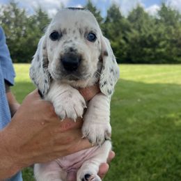 Petunia - Black and white female Basset Hound puppy in Lone Jack, Missouri from Wee Little Bassets
