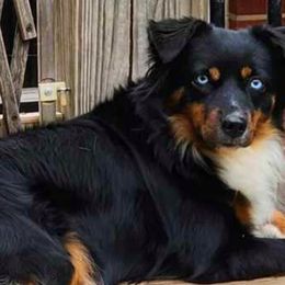 Miniature Australian Shepherd and Toy Australian Shepherd Puppies from Miller Hill Aussies