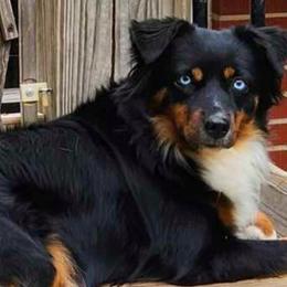 Miniature Australian Shepherd and Toy Australian Shepherd Puppies from Miller Hill Aussies