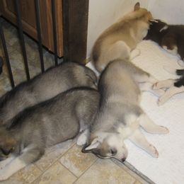 Siberian Husky Puppies from Rebel Huskys