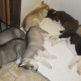 Siberian Husky Puppies from Rebel Huskys