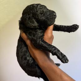 Purple - Brown male Poodle puppy in Atlanta, Georgia from Syren House Doodles & Poodles