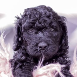 Goldendoodle Puppies from Lattesgoldendoodlepuppies