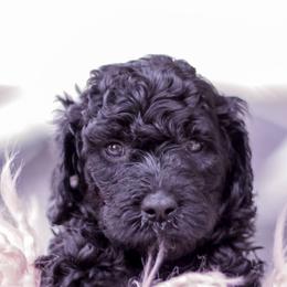 Goldendoodle Puppies from Lattesgoldendoodlepuppies