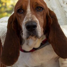 Basset Hounds from Backroad Bassets