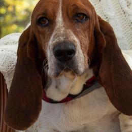 Basset Hounds from Backroad Bassets
