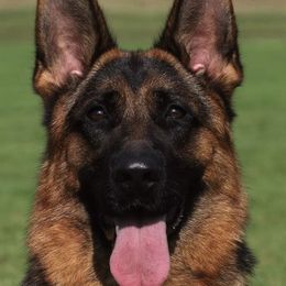 Nellie - German Shepherd