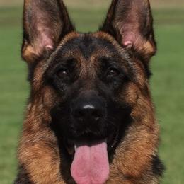 Nellie - German Shepherd