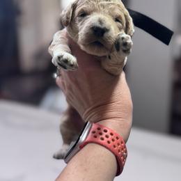 Black Female- MiniGoldendoodle - Cream female Goldendoodle puppy in Piedmont, South Carolina from The Farm at Saluda Ridge