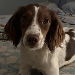 English Springer Spaniel All Grown Up from Jackpine Forest Springers