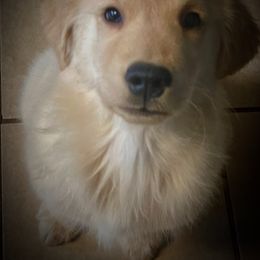 Promise - Golden male Golden Retriever puppy in New York Mills, New York from Nevani Goldens & Siberians