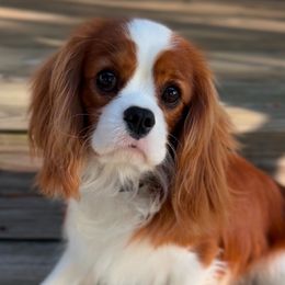 Captain - Cavalier King Charles Spaniel