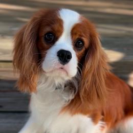 Captain - Cavalier King Charles Spaniel