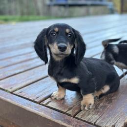 Otis - Black and cream male Dachshund puppy in Philomath, Oregon from Bailey’s Dachshunds