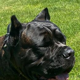 Cane Corso All Grown Up from Thunderbolt Cane Corso