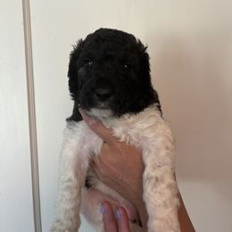 Florescent Pink Collar - Parti female Pyredoodle puppy in Sand Springs, Oklahoma from Kiki’s Farm