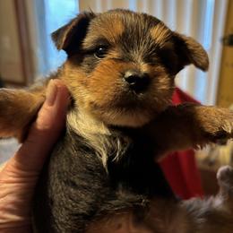 Winky - Blue and gold male Yorkshire Terrier puppy in Brandenburg, Kentucky from Lil Amazing Paws Yorkshire Terriers