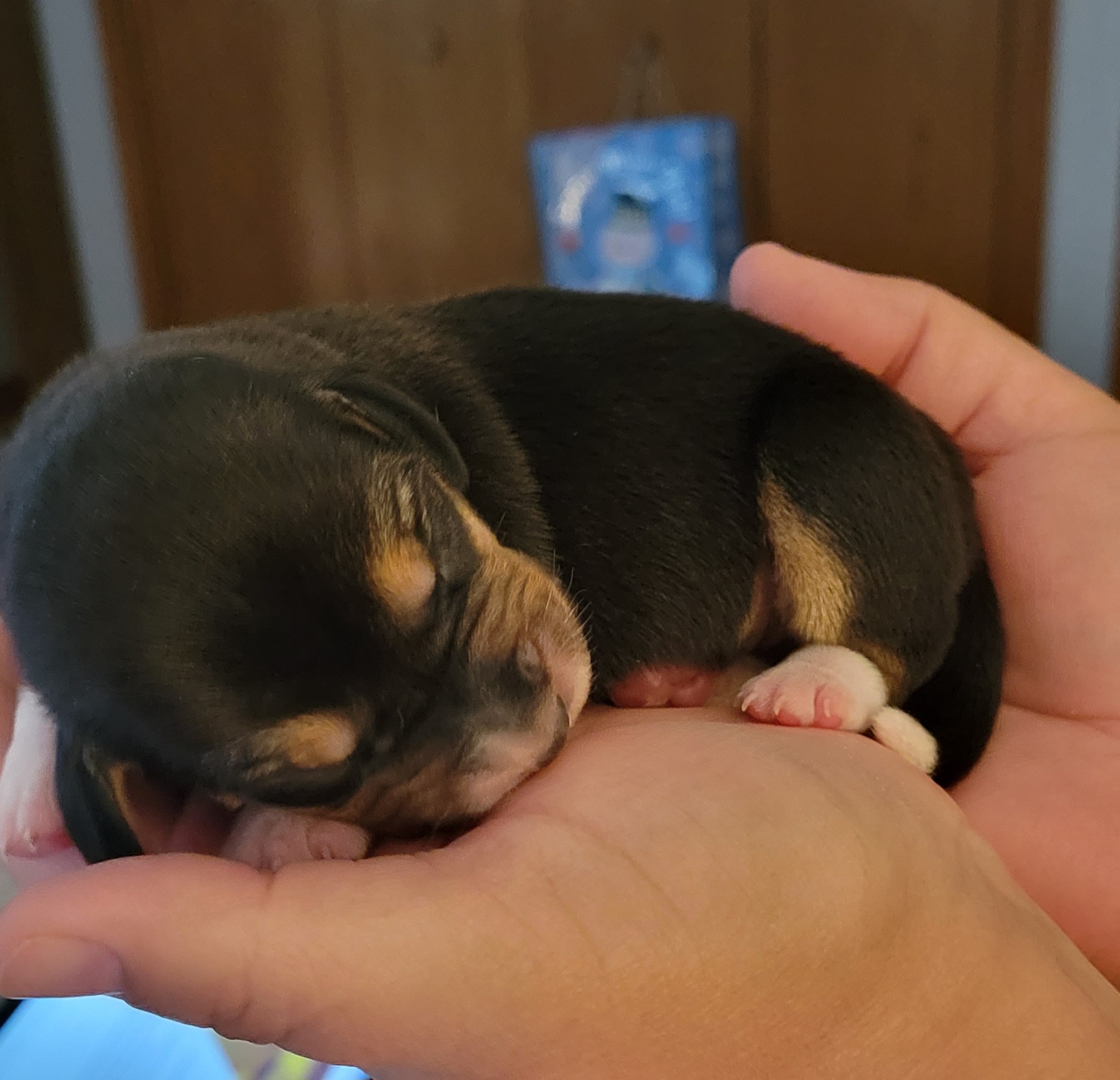 Beagle Puppies from I Wanna Hunt Too