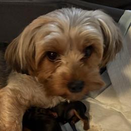 Emma - Yorkshire Terrier