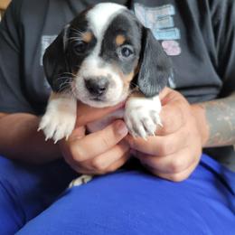 River - Piebald male Dachshund puppy in Onalaska, Texas from Weenies on the Lake
