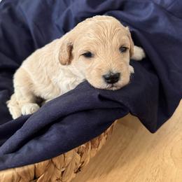 Cinderella - Cream female Goldendoodle puppy in Repton, Alabama from Hopkins Doodle Pups