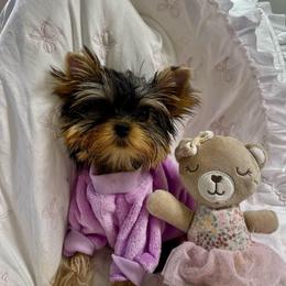 Celina - Blue and gold female Yorkshire Terrier puppy in Seattle, Washington from 🎀 Yorkies Boutique Babydolls 🎀