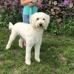 Patience - Goldendoodle