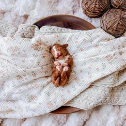 Meadow - Red  female Goldendoodle puppy in Cold Spring, Minnesota from A.N.A. Doodles
