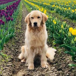 Golden Retrievers from Mtn View Goldens