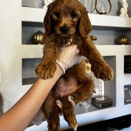Goldendoodle Puppies from Ireland's Goldendoodles