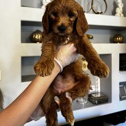 Goldendoodle Puppies from Ireland's Goldendoodles
