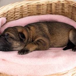 Sable female - Sable female German Shepherd puppy in Lebanon County, Pennsylvania from Regalimage