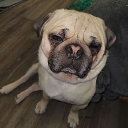 Nebby - Pug
