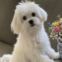 Cavapoos, Maltese, and Maltipoos from Historic triangle doodles