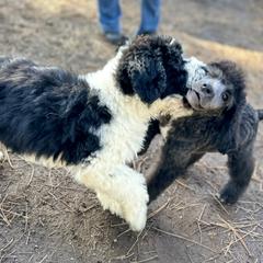 Aussiedoodle, Poodle, and Saint Berdoodle Puppies from Remington Kennels, LLC