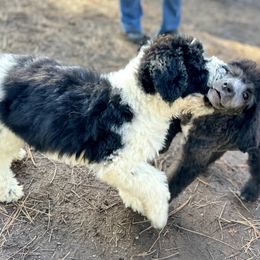Aussiedoodle, Poodle, and Saint Berdoodle Puppies from Remington Kennels, LLC