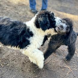 Aussiedoodle, Poodle, and Saint Berdoodle Puppies from Remington Kennels, LLC