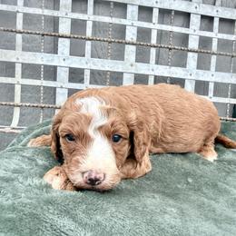 Puppy 2 - Apricot male Irish Doodle puppy in Bloomfield, Iowa from Schooley Doodles