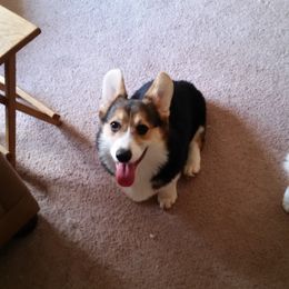 Pembroke Welsh Corgi All Grown Up from Coffee Cup Ranch