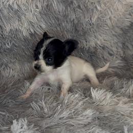 Tink - White black and tan female Papillon puppy in Howe, Oklahoma from Southern Sweet Papillons