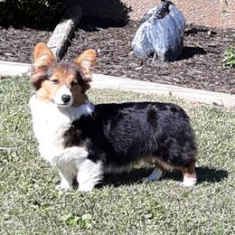 Leila  - Pembroke Welsh Corgi