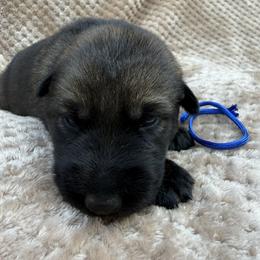 Royal - Sable male German Shepherd puppy in Buffalo, West Virginia from Z Tykev Vino LLC