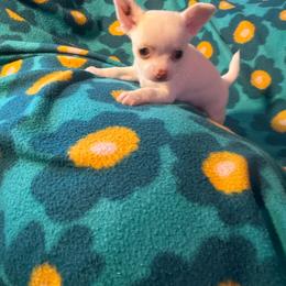 Curly - Cream and white male Chihuahua puppy in Beaumont, Texas from Anastasia’s Tiny Pupps