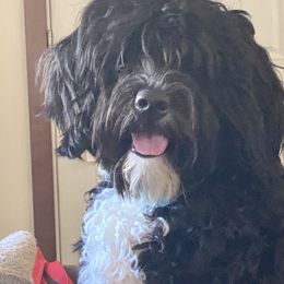 Fiona - Portuguese Water Dog